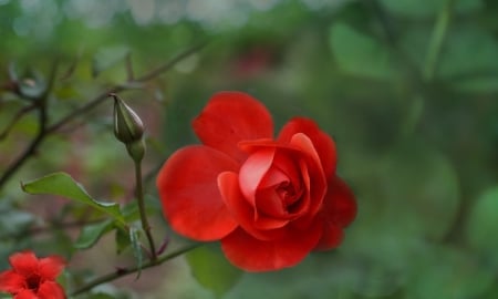 Different rose. - Rose, Red, Flower, Green