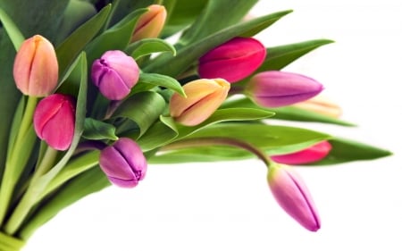 Tulips - flowers, beautiful, tulip, colors