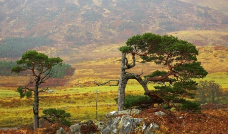 Tree - tree, nature, amazing, green