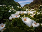 Wild flowers