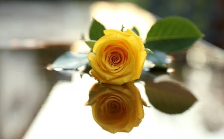 Yellow Rose - one, rose, flower, yellow