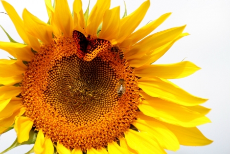 Sunflower - macro, yellow, nature, closeup