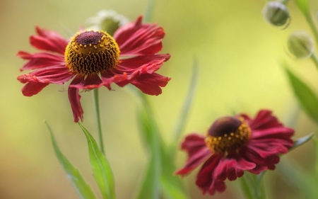 Lovely Flowers - flowers, red, spring, flowersbed