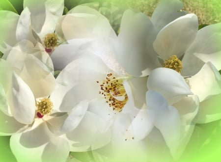 Roses and magnolies - white, pretty, colours, beautiful, green, flowers, spring