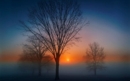 Trees at Dawn - dawn, trees, sunset, fog