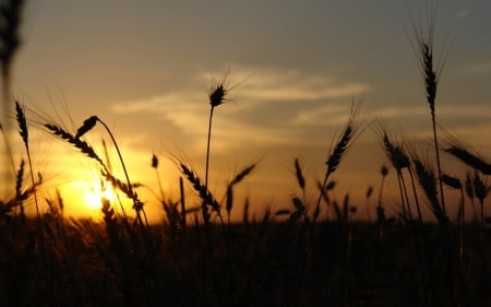 Sunset at wheat field - clouds, field, wheat, sunset