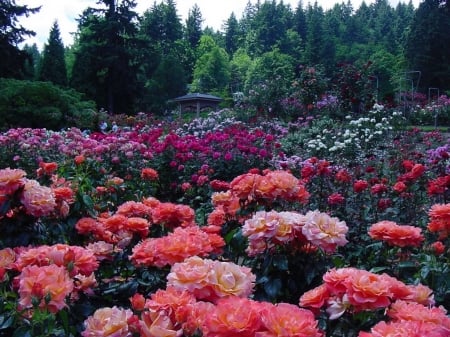 Beautiful Rose Garden - nature, garden, roses, beautiful