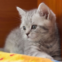 cute grey kitten