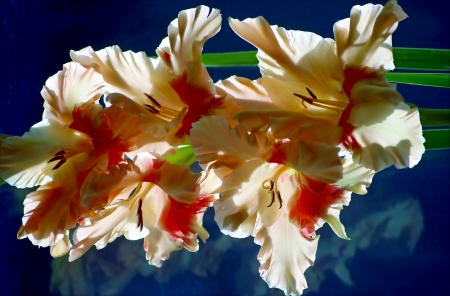 Gladiolus - Gladiolus, Flower, Beautiful, Nature