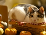 cat in basket