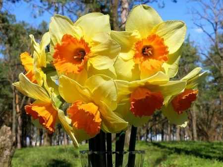 Daffodils - bouquet, blossoms, trees, spring