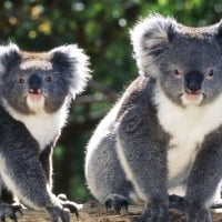 Koala bears