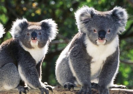 Koala bears - koala, animal, bear, cute