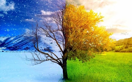 Summer and winter - summer, tree, winter, season