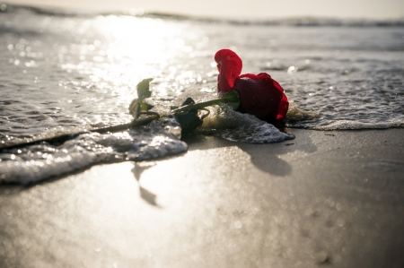 rose - romantic, rose, roses, sea