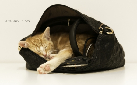 So tired - white, paw, cat, animal, orange, bag, purse, kitten