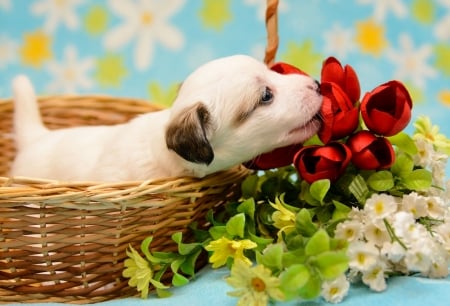 Puppy - blue, dog, flower, tulip, basket, animal, red, green, cute, puppy