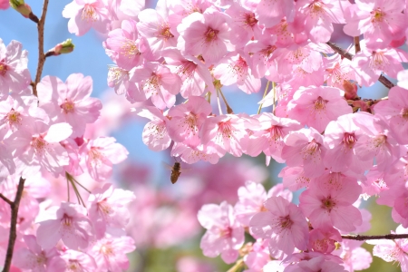 Spring - cherry blossom, sakura, spring, flower, pink