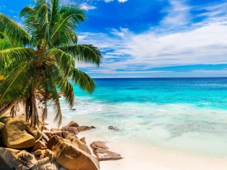 summer - tropical, summer, sand, beach, palms, sea, shore, paradise