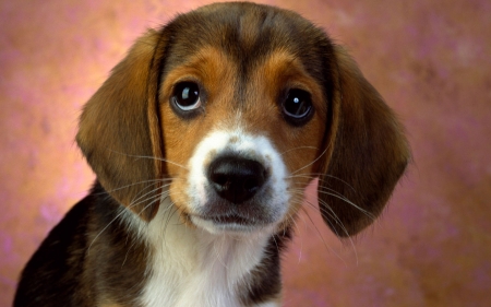 beagle good pet  also good hunting dog - beagle, cute, eyes, big