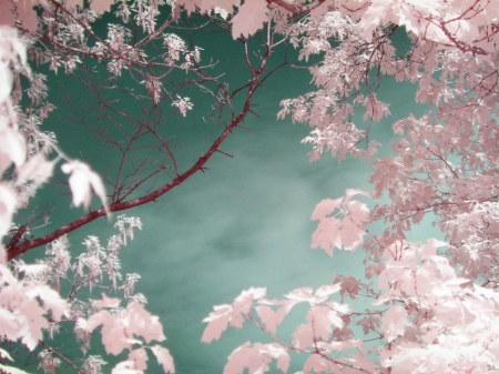 Infrared Pink Leaves - spiritual, natrue, surreal, metaphysical