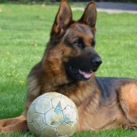 GSD