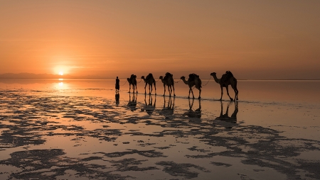 Camel caravan at sunset - caravan, beach, sunset, sea