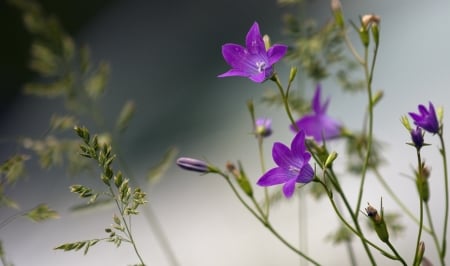 Lovely Color - beautiful, garden, flower, purple