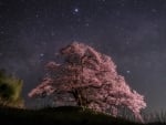 Summer Triangles over Japan