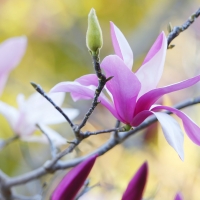 Pink Magnolia