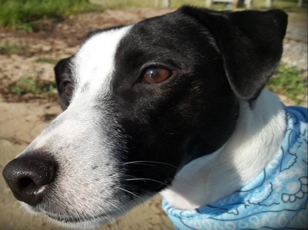 Max~One of a Kind! - pets, animals, dogs, jack russell