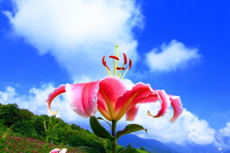 Red Flower- Summer - flowers, clouds, summer, sky