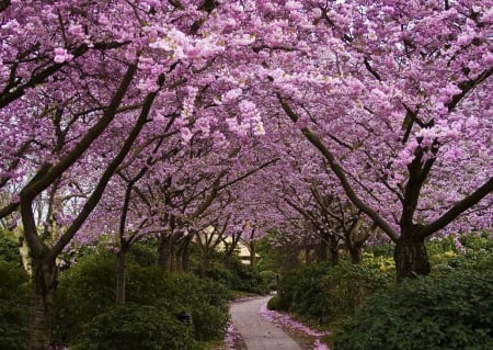 Blossom trail - blossom, cherry, pink, spring