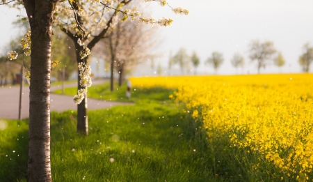 Beautiful rape field - field, rapes, spring, yellow