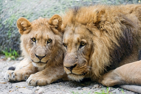 Lions - cub, lion, wild life, big cat