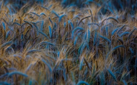 Wheat Field - field, wheat, nature, night