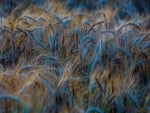 Wheat Field