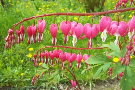 Spring. - nature, fields, flowers, other