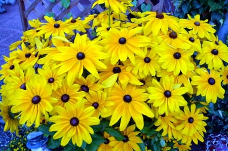 Summertime - blossoms, yellow, summer, coneflowers