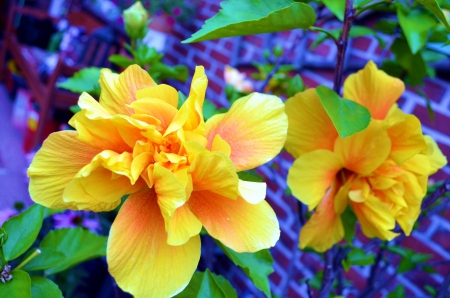 Hibiscus - exotic, blossoms, flower, yellow