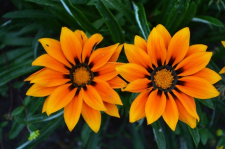 Gazania - blossoms, garden, flower, bright, yellow