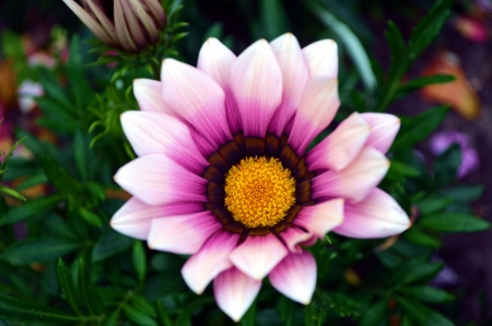 Gazania - white, garden, flower, purple, blossom