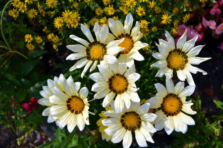 Gazania - garden, white, blossoms, flower