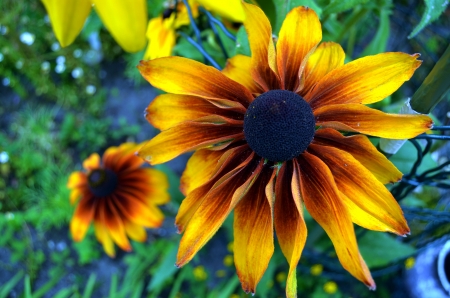 Summertime - brown, yellow, blossoms, coneflower, garden