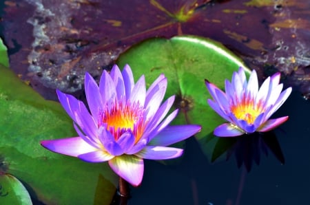 Blue Lotus - blossoms, pond, waterlily, leaves