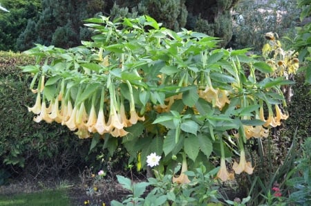 Summer Garden - trumpets, blossoms, yellow, tura