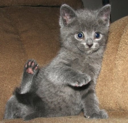 cute grey kitten - grey, animals, cats, cute, kitten