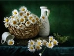 basket of lovely daisies