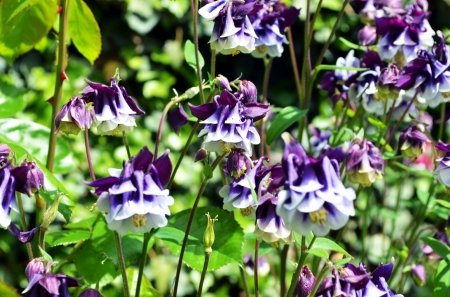 Columbine - white, blossoms, garden, flower, blue