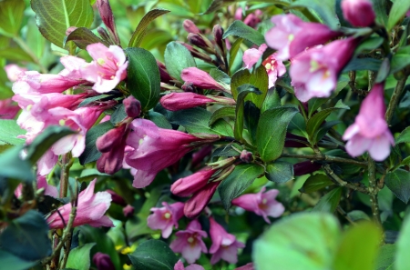 Spring Blossoms - garden, flower, pink, bush